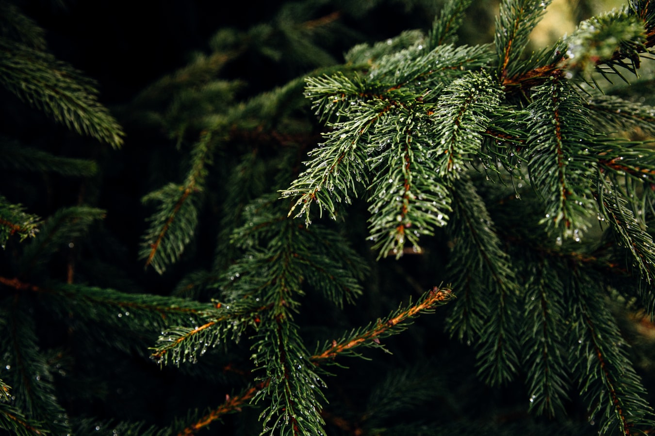 Christmas Tree Recycling Discover Forest Grove